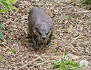 Harris, Asian short-clawed Otter