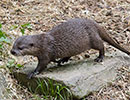 Harris, Asian short-clawed Otter