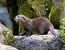 Harris, Asian short-clawed Otter