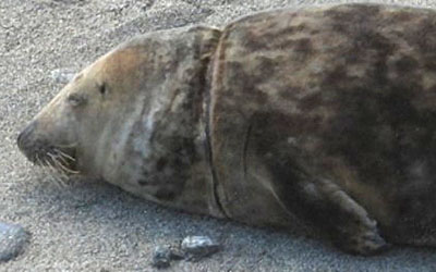 Harry - photo taken by Sue Sayer of the Cornwall Seal Group Rsearch Trust