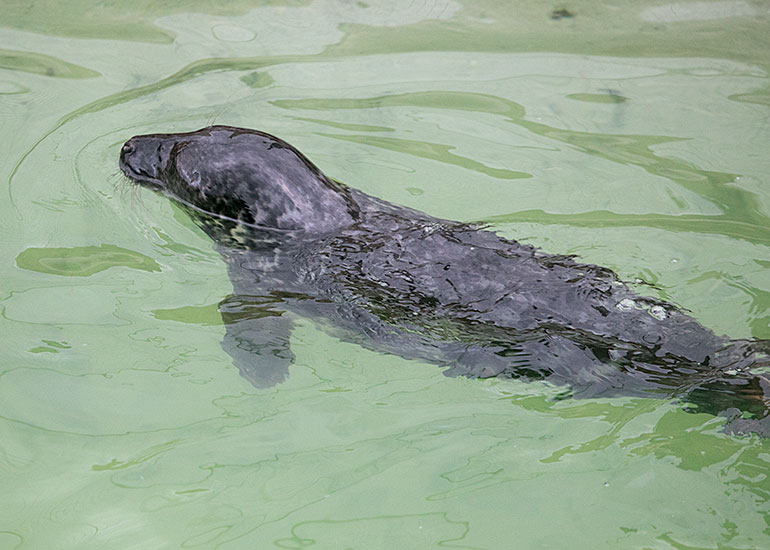 He-Man, rescued seal pup