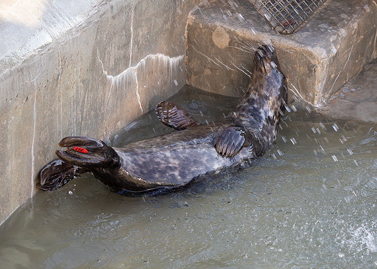 He-Man, rescued seal pup