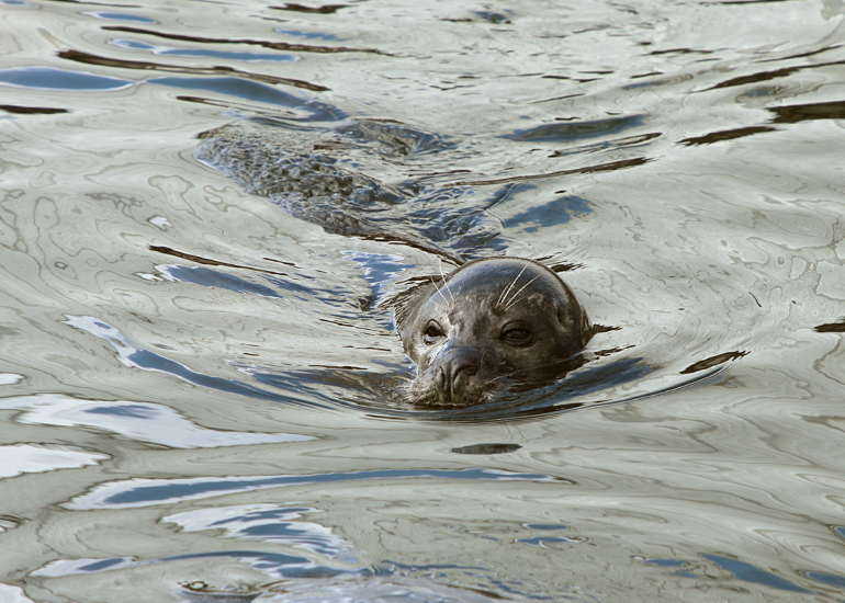 Herbie at Scarborough Sea Life - 24th August 2018 