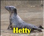 Hetty