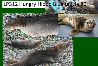 Hippo - Photo by Sue Sayer of the Cornwall Seal Group Research Trust