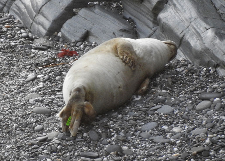 Holywell - Photo credit - Sue Sayer of the Cornwall Seal Group Research Trust - 9th April 2018