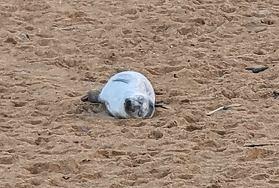 Honey - Photo credit : Margo Born