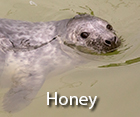 Honey
