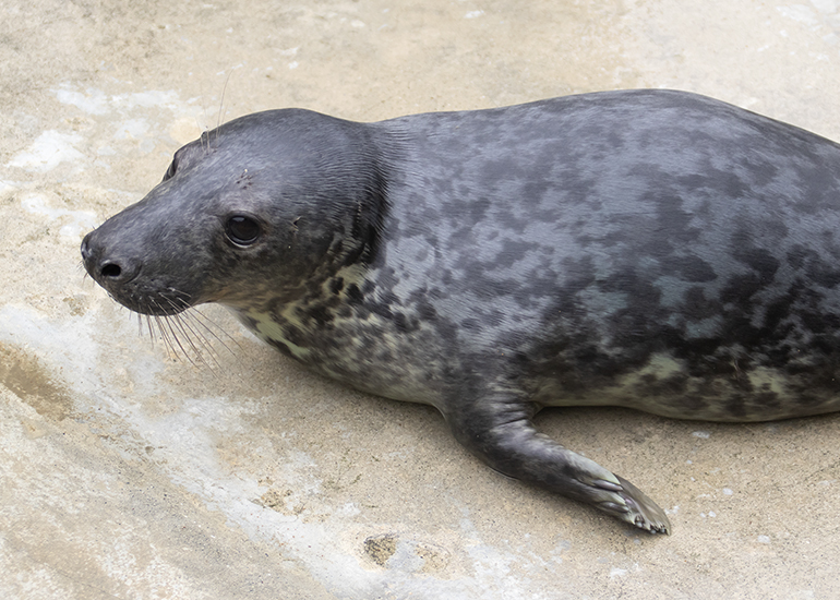 Horrid Henry, rescued seal pup