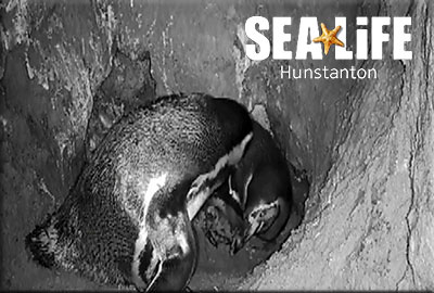 Hunstanton Sea Life celebrates the arrival of first ever baby penguin!