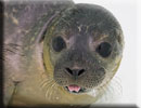 Rescued seal pups in the hospital on 12th July 2015