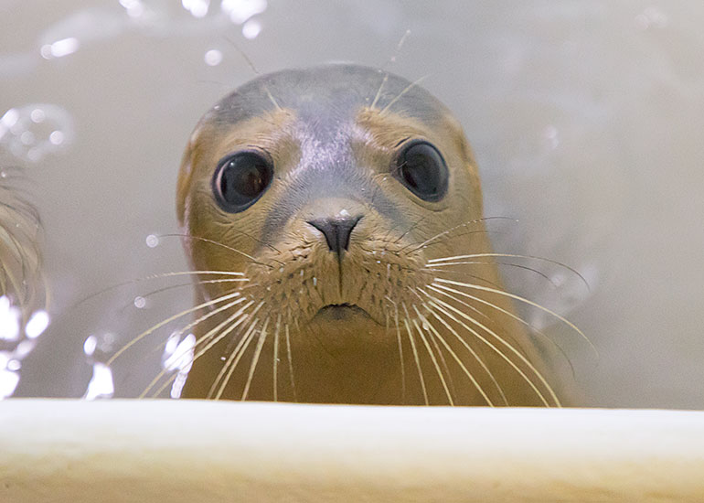 Hula - photo taken on 26th August 2018