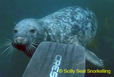 Photo of Hulk (C) Anna of the Scilly Seal Snorkelling