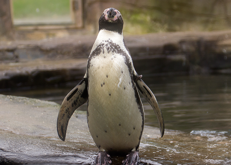 Humboldt Penguin