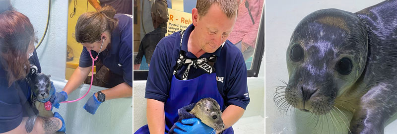Iced Tea