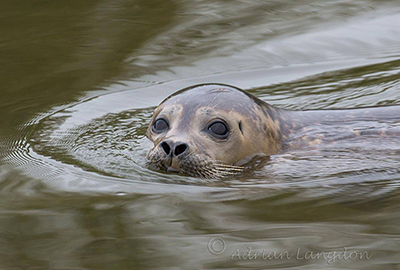 Photo of Icy in the wild was taken by Adrian Langdon