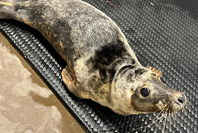 BDMLR - Photo credit - Lizzi Larbalestier - 6th December 2023