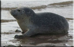 Find a Seal in the Wild