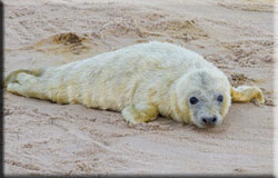 Find a Seal in the Wild