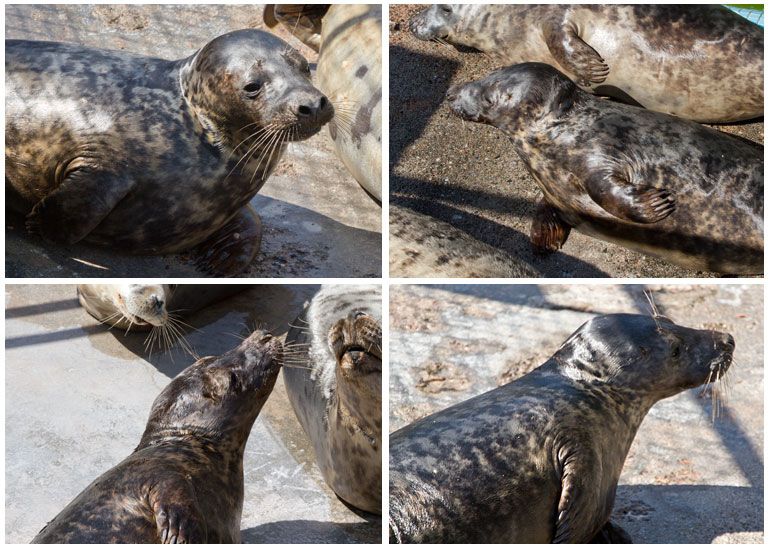 Photos of Iggy were taken on 27th April 2013