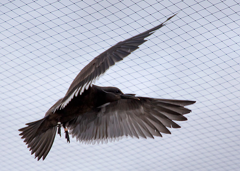 Inca Terns