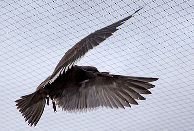 Inca Terns