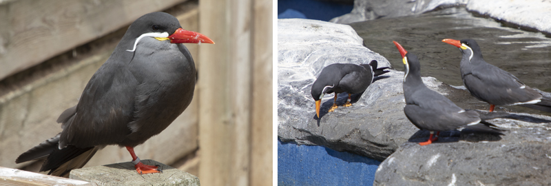 Inca Terns