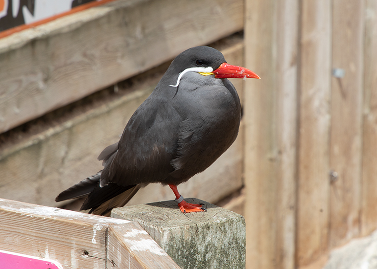Inca Terns
