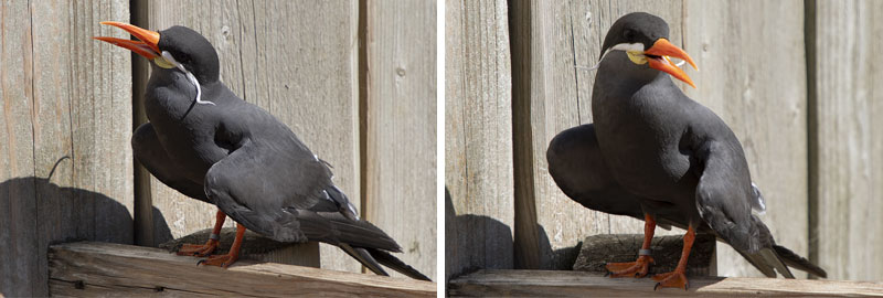 Inca Terns