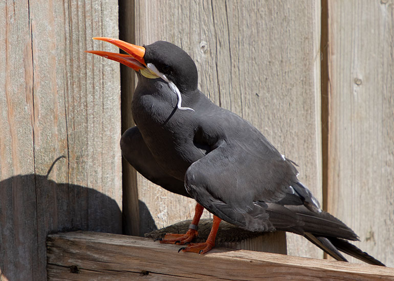 Inca Terns