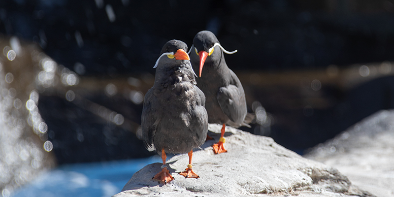 Inca Terns