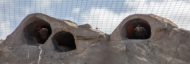 Inca Terns