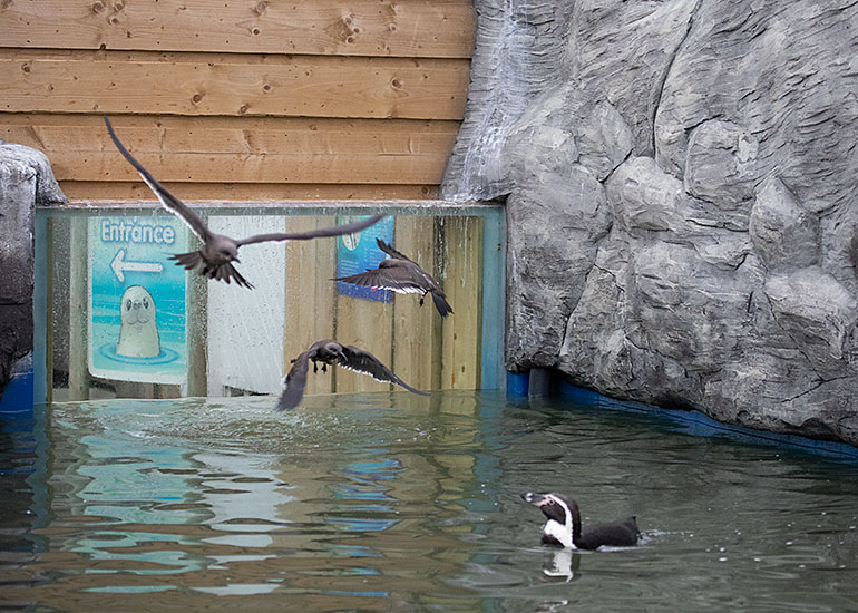Inca Terns