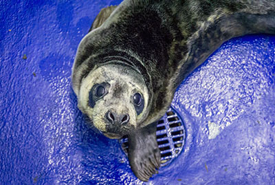 Indiana Jones - Photo Credit Asa Samuel