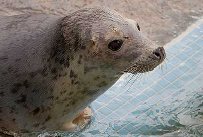 IO