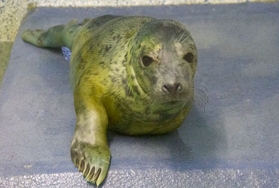 IO