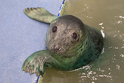 Isabel in the hospital isolation pen