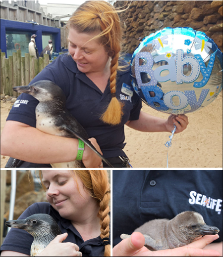 The Penguin Chick is a Boy!