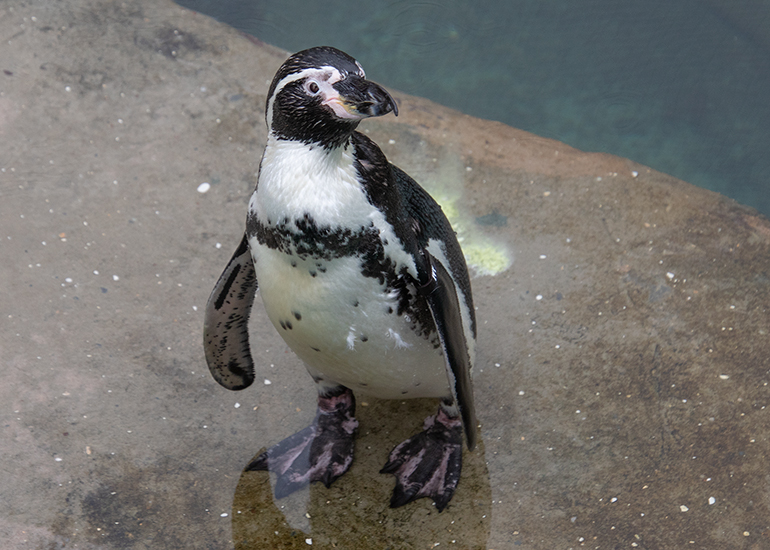 Ivy - Humboldt Penguin