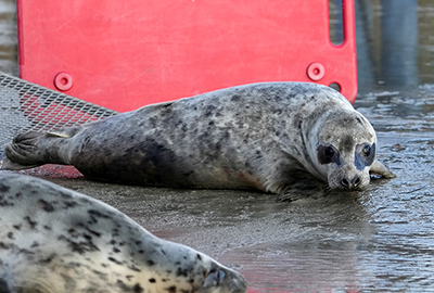 Jack Black - Photo credit - Gill Fisher - BDMLR