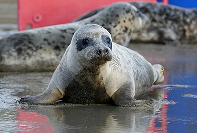 Jack Black - Photo credit - Gill Fisher - BDMLR