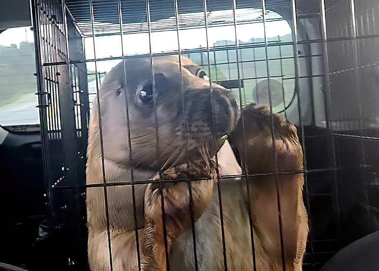 Jack Black - Photo Credit - Kirk Russell - BDMLR