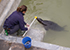 Jarvis