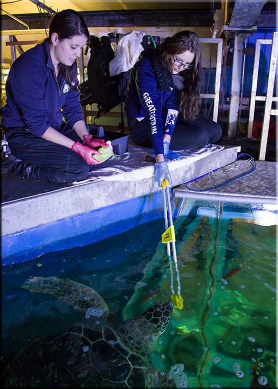 Jessica-Jane Applegate MBE visits the Hunstanton SEA LIFE Sanctuary on 26th November 2016