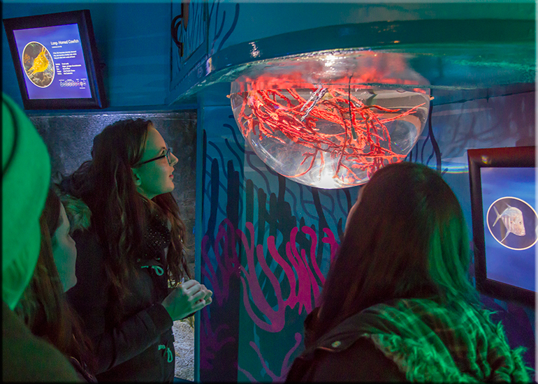 Jessica-Jane Applegate MBE visits the Hunstanton SEA LIFE Sanctuary on 26th November 2016