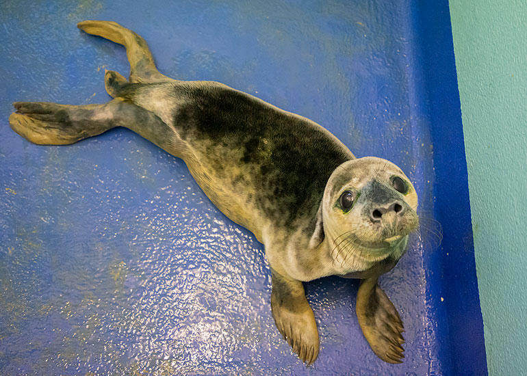 JGM, rescued seal pup