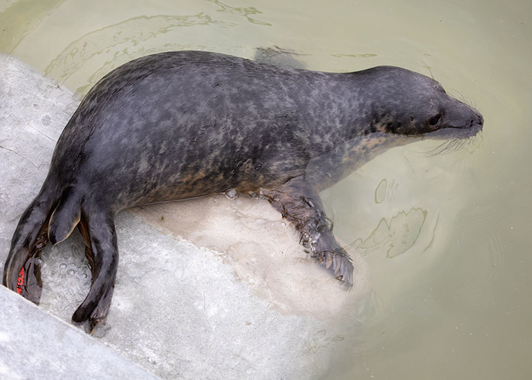 John Deacon, rescued seal pup