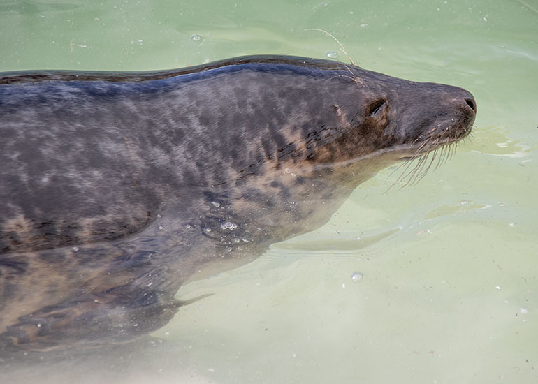 John Deacon, rescued seal pup