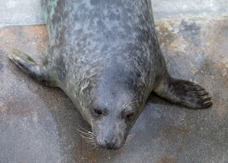 John McClane, rescued seal pup