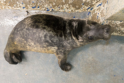 Jonesy - 30th June 2018